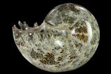 Polished, Agatized Ammonite (Phylloceras?) - Madagascar #132133-1